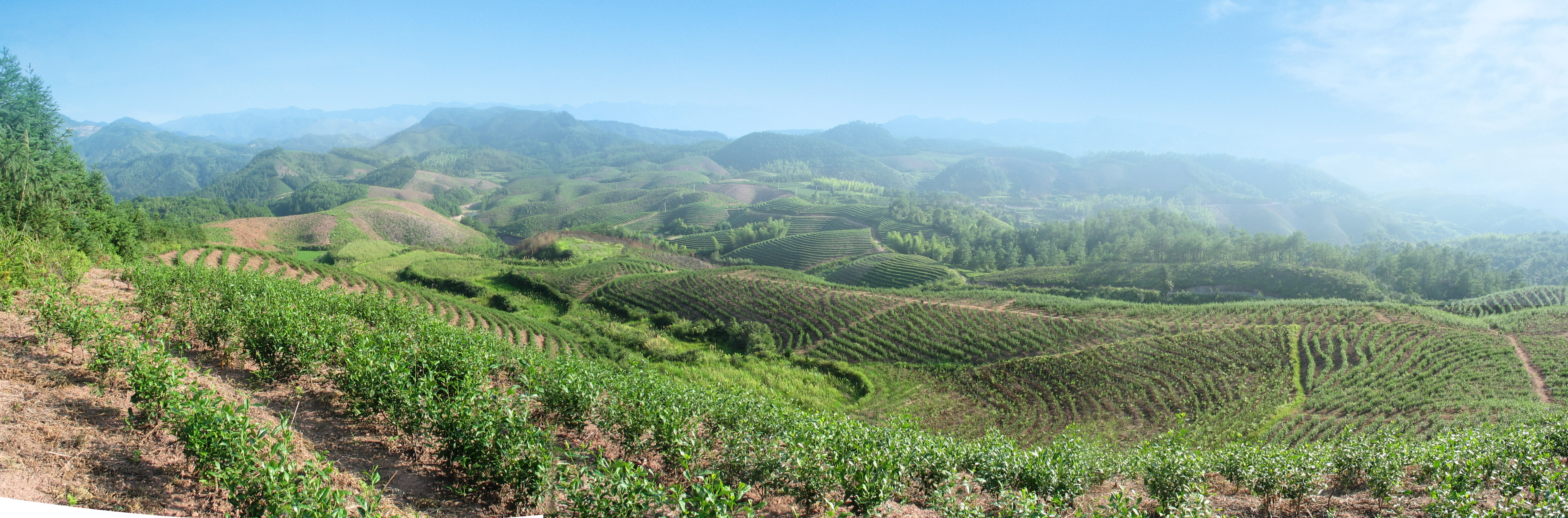 Câu chuyện về trà